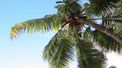 Tropical green palm trees with blue sky moving