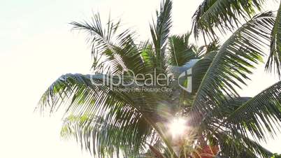 Tropical green palm tree at evening light