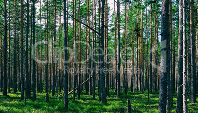 Horizontal vivid symmetric forest wood composition background ba