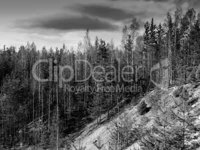 Horizontal vibrant black and white forest landscape background b