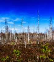 Square vivid autumn midland wild wood forest landscape backgroun