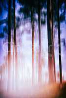 Vertical vivid trees trunk in magic orange light landscape backg