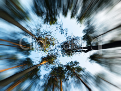 Trees into the sky motion abstraction