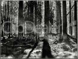 Horizontal vintage russian Alenka in woods background backdrop