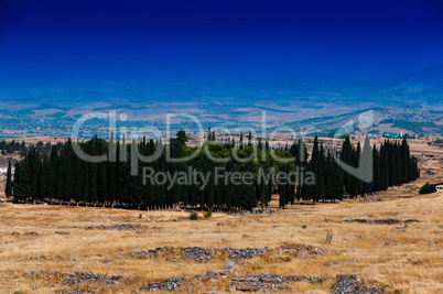 Horizontal vivid cypress accumulation landscape background backd