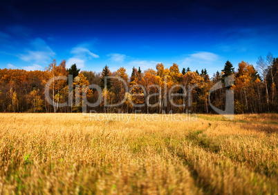 Horizontal vivid autumn landscape forest field road background b