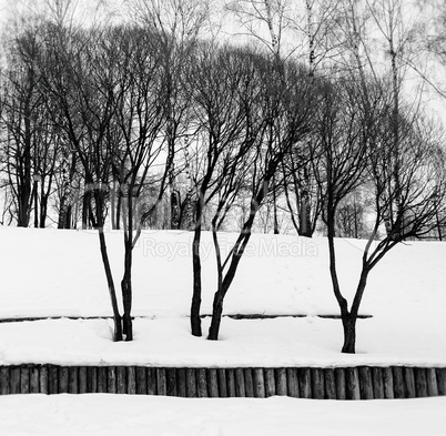 Square black and white three winter trees background backdrop