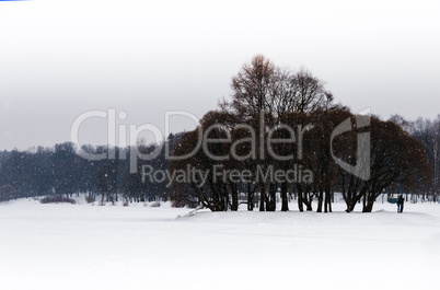 Horizontal falling snow in winter park background backdrop