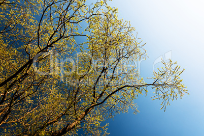 Yellow branches in sunshine Yellow branches in sunshine
