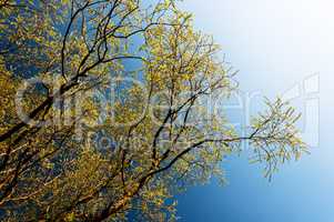 Yellow branches in sunshine