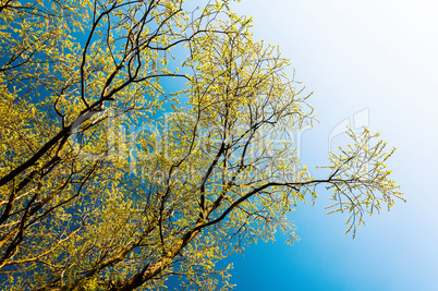 Horizontal vivid yellow leaves branches left aligned design elem
