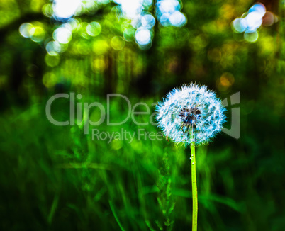 Horizontal vivid white dandelion on green bokeh background backd