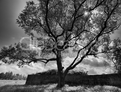 Horizontal black and white dramatic tree background