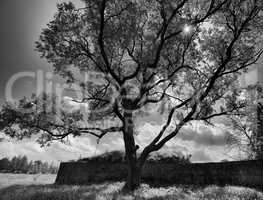 Horizontal black and white dramatic tree background