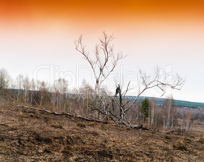 Horizontal vivid orange burned tree background backdrop