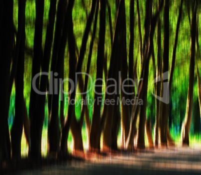 Horizontal vibrant crystal tree alley light leak background back