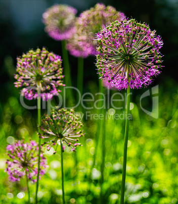 Vertical vivid vibrant purple flower bokeh background backdrop