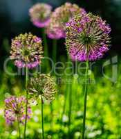 Vertical vivid vibrant purple flower bokeh background backdrop