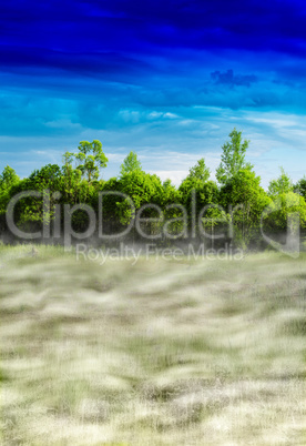 Vertical vivid fog in forest landscape background