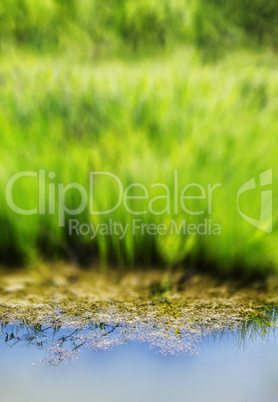 Vertical vivid summer blurred grass water reflection background