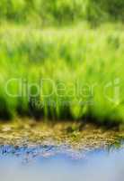 Vertical vivid summer blurred grass water reflection background