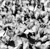 Square black and white crowd flash mob butterfly background
