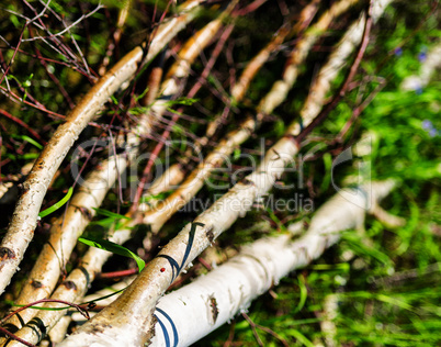 Horizontal vivid trunk tree diagonal object background backdrop