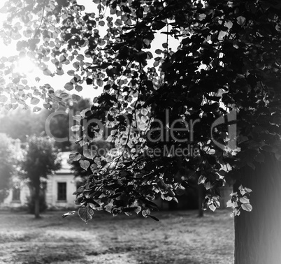 Black and white vibrant tree leaves light leak bokeh background