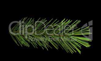 pine branch isolated on black 3d illustration