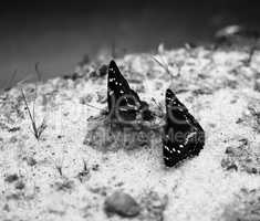 Horizontal two black and white butterflies on sand bokeh backgro