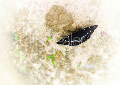 Horizontal vivid black butterfly bokeh background backdrop