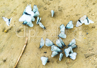 Horizontal vivid white butterflies flashmob on sand background b