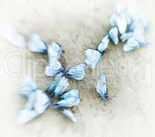 Square white butterflies vignette motion abstraction background