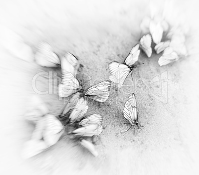 Square white butterflies vignette motion abstraction background