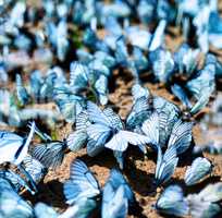 Square vivid crowd flash mob butterfly closeup background