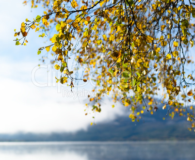 Square Norway autumn tree branches lake horizon