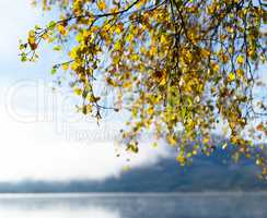 Square Norway autumn tree branches lake horizon