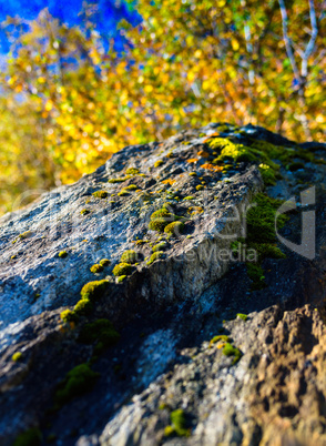 Vertical vibrant Norway moss on rock nature bokeh background bac