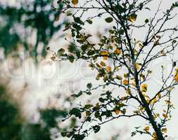 Horizontal vibrant autumn tree branch with sun leak bokeh backgr