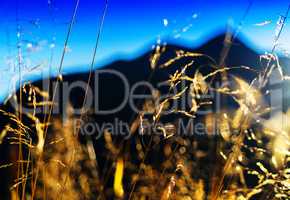 Horizontal vivid vibrant sunny yellow grass  Norway landscape bo