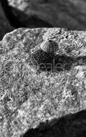 Vertical black and white sea urchin on stone shell composition b