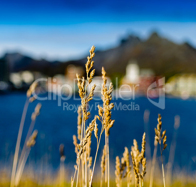 Square vivid vibrant rye bokeh fjord mountain background backdro