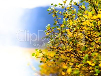 Horizontal vivid right aligned yellow bush bokeh background back