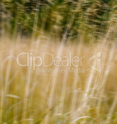 Square vivid yellow grass nature landscape blur background backd