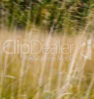 Square vivid yellow grass nature landscape blur background backd