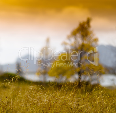 Square vivid Norway autumn bokeh fjord tree landscape background