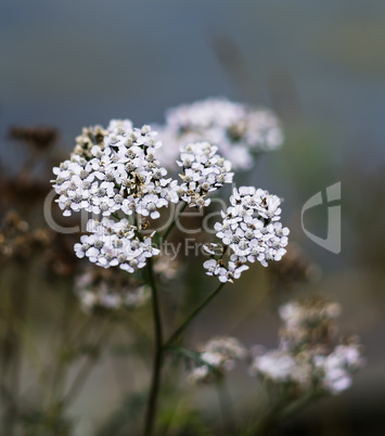 Vertical vivid white Norway flowers bokeh background backdrop