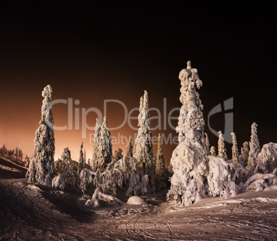 Orange Finnish winter forest