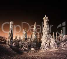 Orange Finnish winter forest