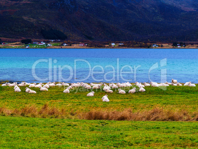 Horizontal vivid Norway sheep flock fjord background backdrop